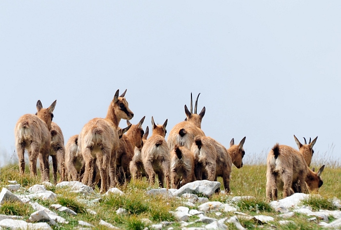 Camoscio d''Abruzzo Rupicapra pyrenaica ornata